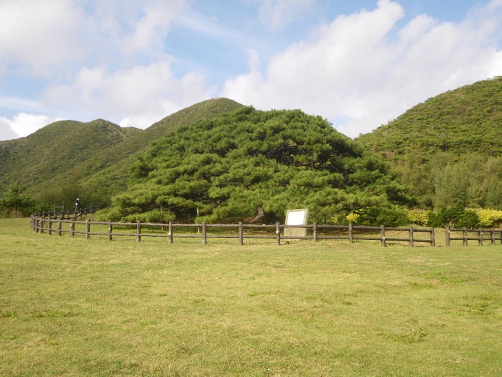 不思議な形をした大きな木がありました