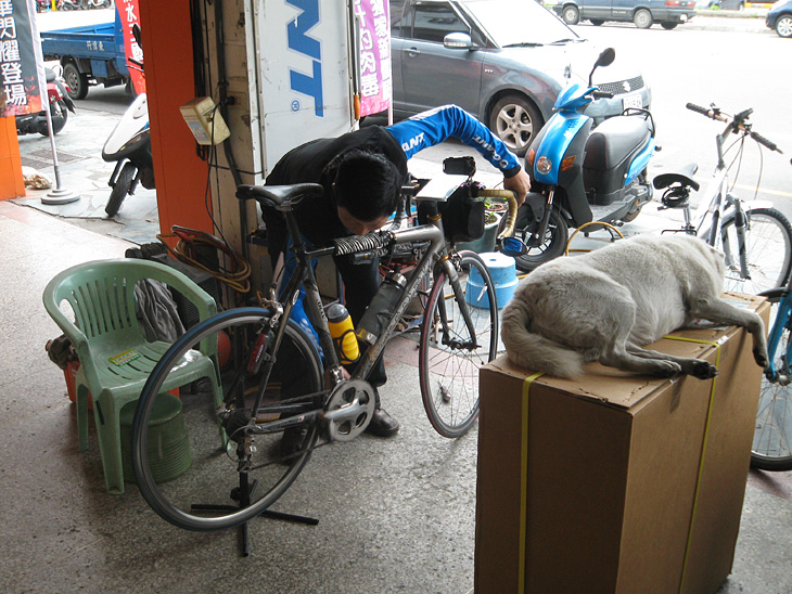 宿の側にあったGIANTのお店に。ところで犬ってこんな寝方しますっけ?南国モード?