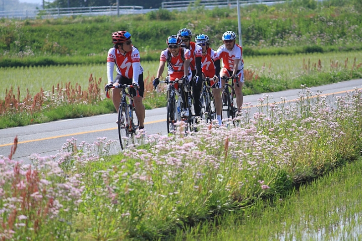 路肩の花を愛でながら気持ちのいい道を走る
