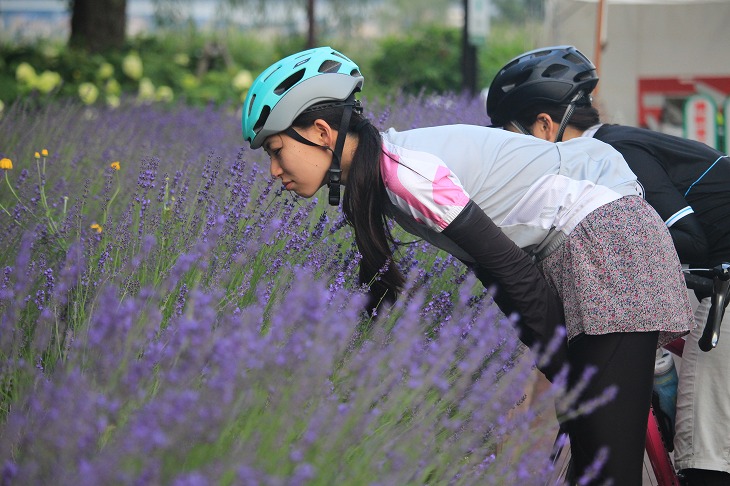 ラベンダー祭りが開かれていた八木崎公園。ラベンダーって乾燥させなくても良い匂いがするの?