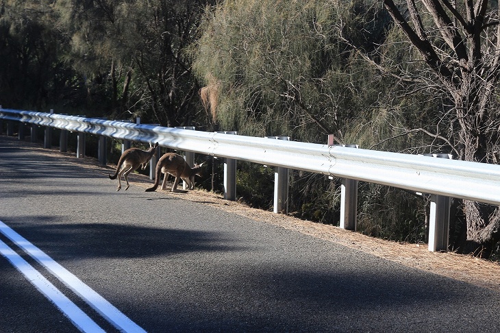カンガルー(ワラビーかも)に遭遇しました!