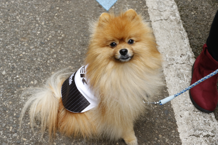 トレック・セガフレードジャージのワンちゃん。飼い主さんがアイロンプリントで作ったお手製だ