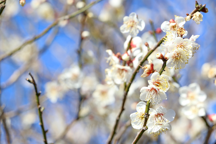桜花が開いていました。何て種類のサクラだろう?