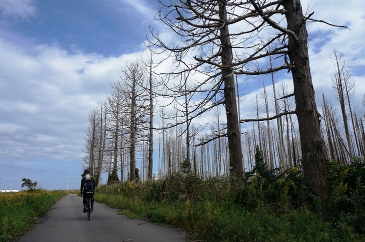 津波の塩害でしょうか?海岸沿いの立枯れた木々が寂しそうに佇んでいました