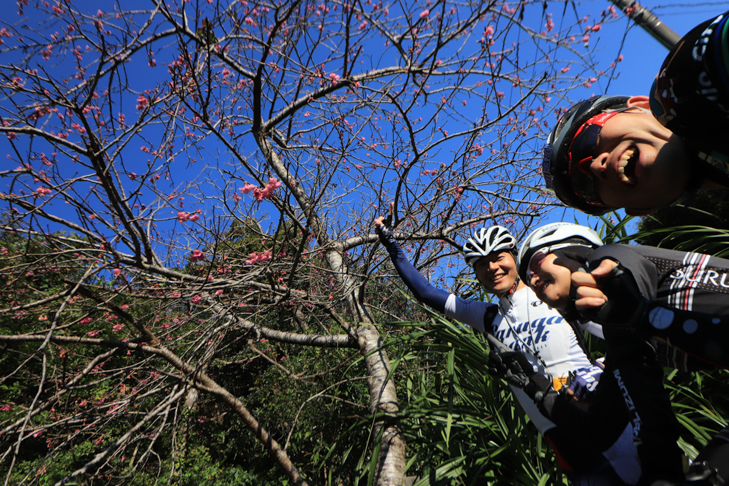 日本一早い桜、見つけました!