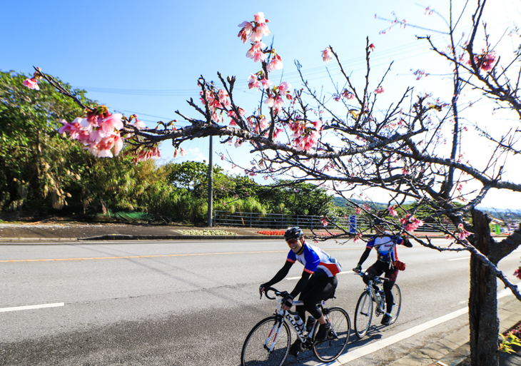 城址で桜まつりが開かれる今帰仁が近づくと桜が増えてくる