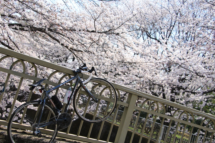 いつのまにやら桜が満開に!