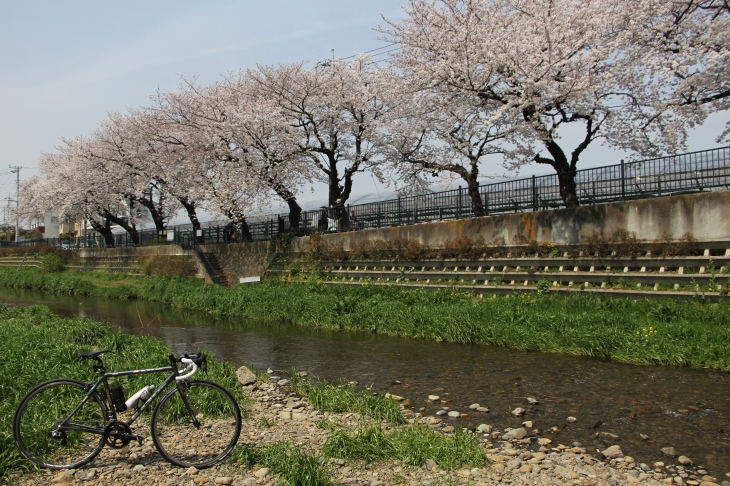 桜咲き誇る野川 気軽に川沿いまで降りられる