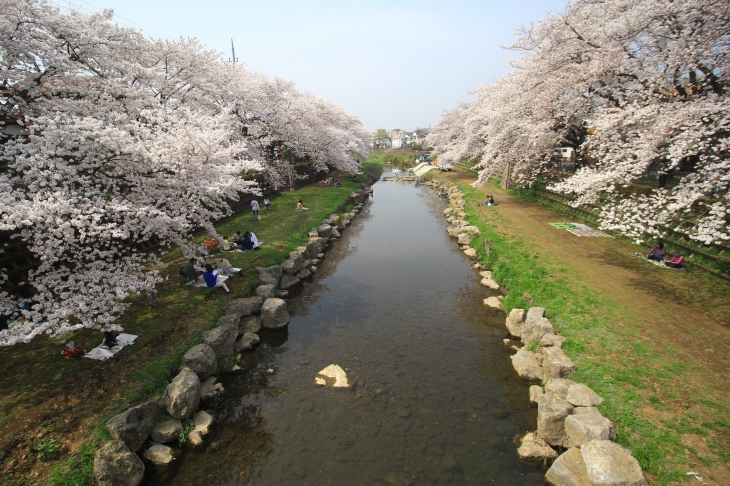 両岸を桜に覆われた野川 緑とピンクが美しいコントラスト