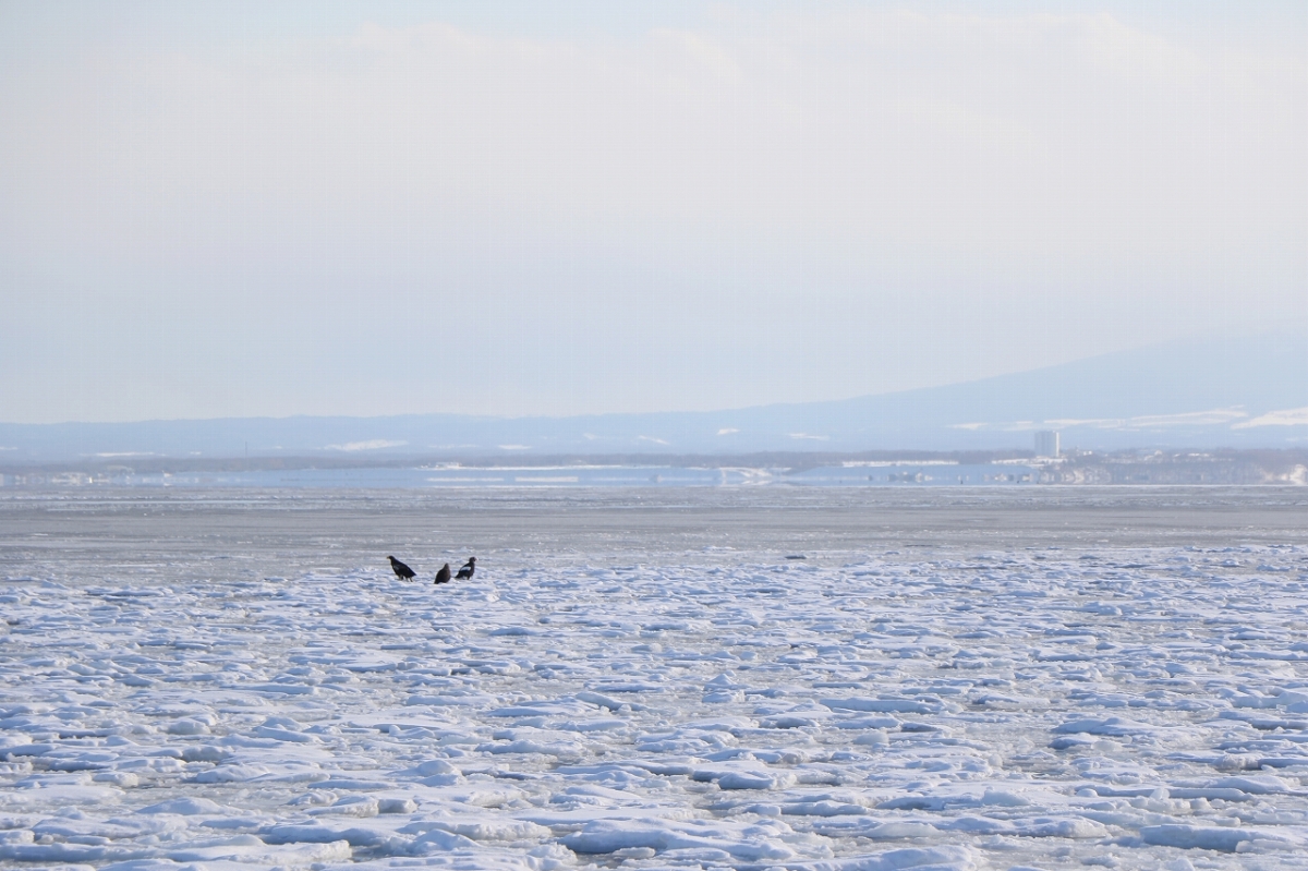 流氷の上には、なんとオジロワシが!