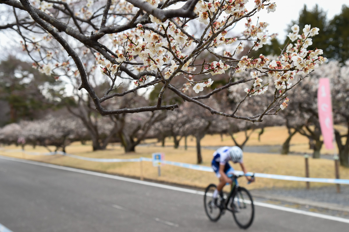3月末開催のツール・ド・とちぎ 桜は間に合わなかったが梅の花は散る前ギリギリ間に合った