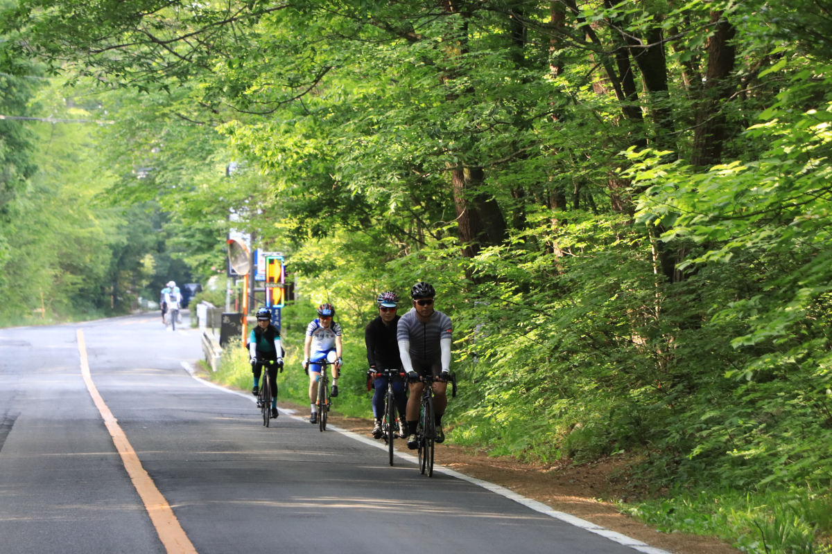 緑のトンネルとも言える鮮やかな木々