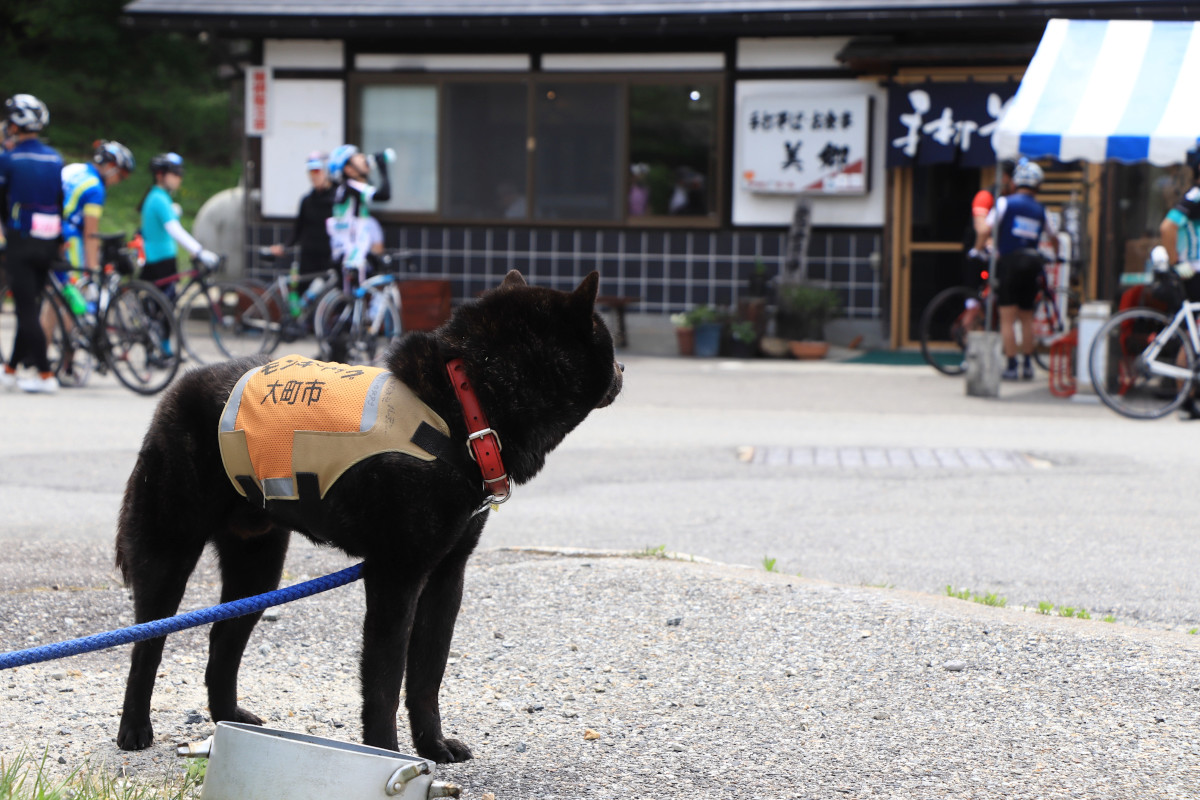 猿を追い払うため目を光らせるモンキードッグ