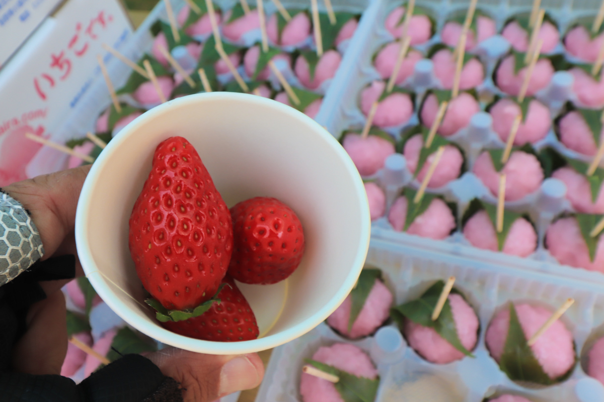 イチゴと桜餅の補給食の甘さが後半戦には嬉しい