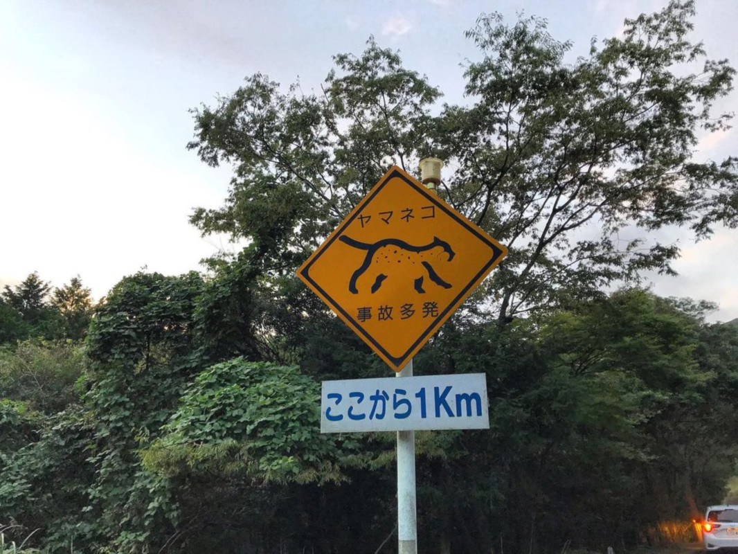 こんなレアな看板も。自転車だったらヤマネコとゼロ距離で遭遇できるかも?